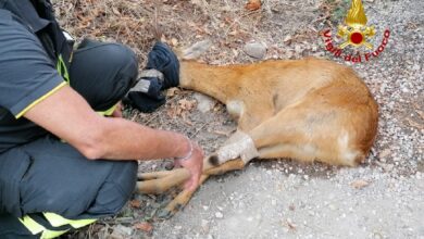 Il capriolo tratto in salvo dai Vigili del Fuoco di Verona